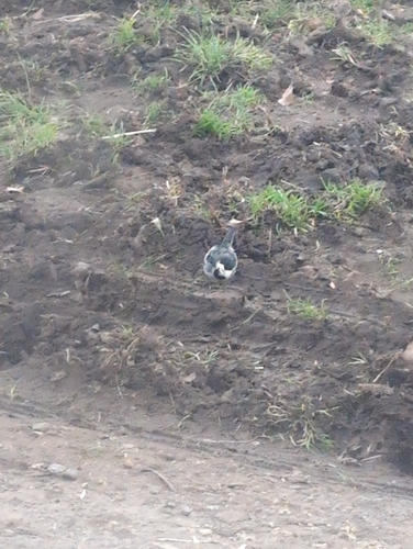 Pied Wagtail