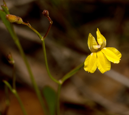 branched goodenia (Goodenia paniculata)