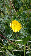 Ranunculus peduncularis