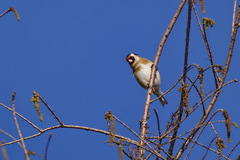 Carduelis carduelis