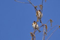 Carduelis carduelis