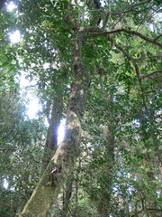 Syzygium angkae