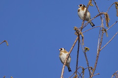 Carduelis carduelis