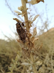 Cicada orni
