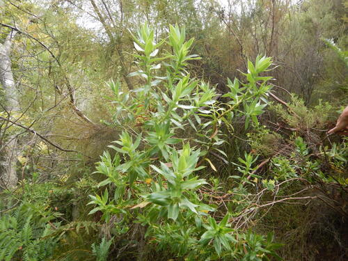Grand Caperose (Cliffortia grandifolia)