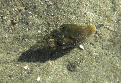 Pseudomelatoma torosa