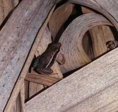 Epipedobates machalilla