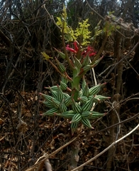 Vasconcellea parviflora