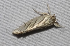 Lepidotarsa pentascia