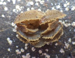 Hapalogaster cavicauda