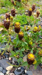 Trifolium spadiceum
