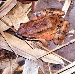 Leptodactylus labrosus