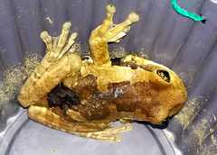 Trachycephalus quadrangulum