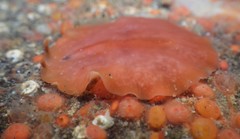 Eurylepta aurantiaca