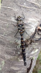 Rhionaeschna variegata