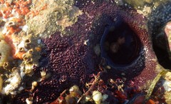 Aplysilla polyraphis