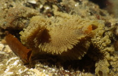 Flabelliderma ockeri