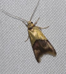 Hemibela oxyptera