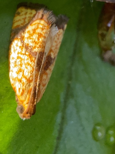 Phalarocarpa