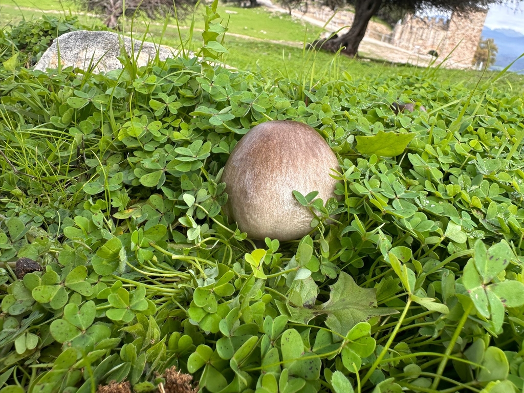 Volvopluteus gloiocephalus · December 2025 · photo: © duncan-brooks (iNaturalist, cc-by)