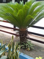 Tracheophyta