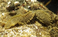 Flabelliderma ockeri