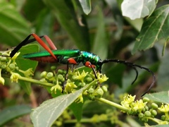 Plinthocoelium chilense