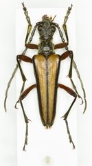 Stenocorus insitivus