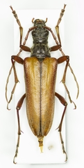 Stenocorus insitivus