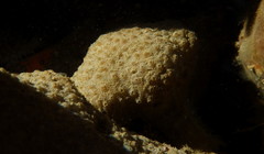 Eudistoma psammion