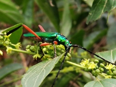 Plinthocoelium chilense