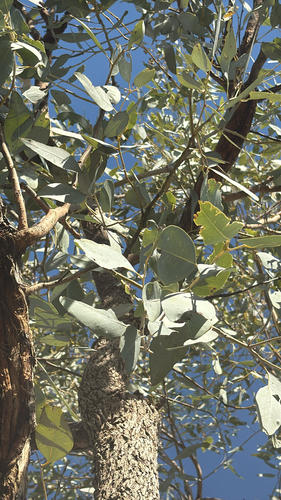 Eucalyptus limitaris