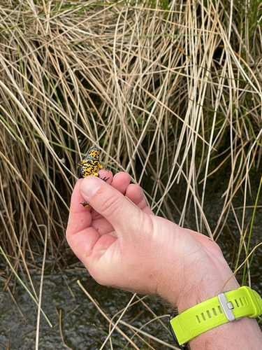 Yellow-bellied Toad, photo 5 of 10