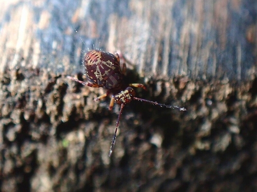 Ptenothrix blidana