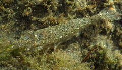 Crangonidae