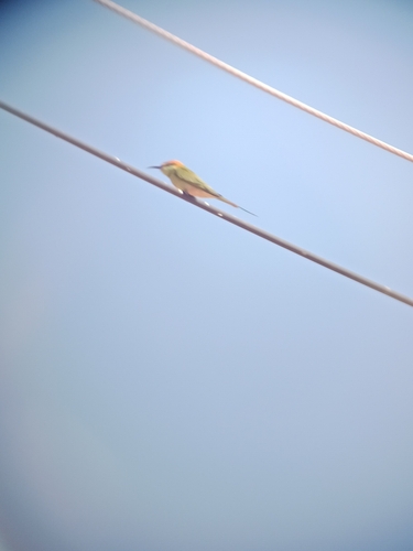 Asian Green Bee-eater
