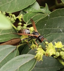 Polistes pacificus