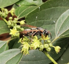 Polistes pacificus