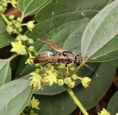 Polistes pacificus