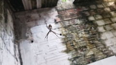Argiope argentata