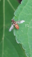 Toxomerus pulchellus