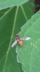 Toxomerus pulchellus