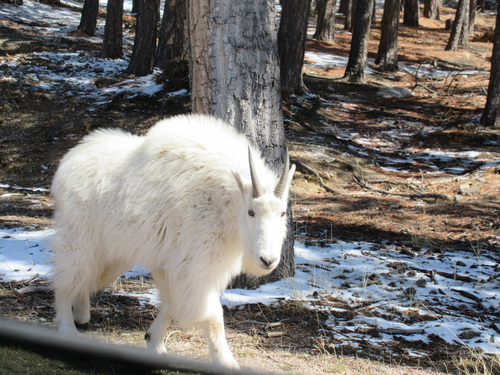 Mountain Goat photographed in South Dakota