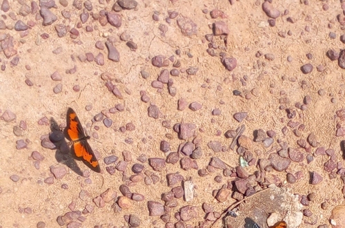 Falls Acraea