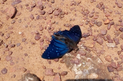 Common Blue Charaxes