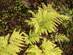 Pteris dentata