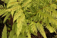 Pteris dentata