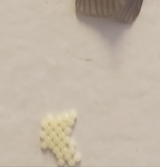 Phryganidia californica