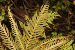 Pteris dentata