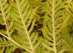 Pteris dentata